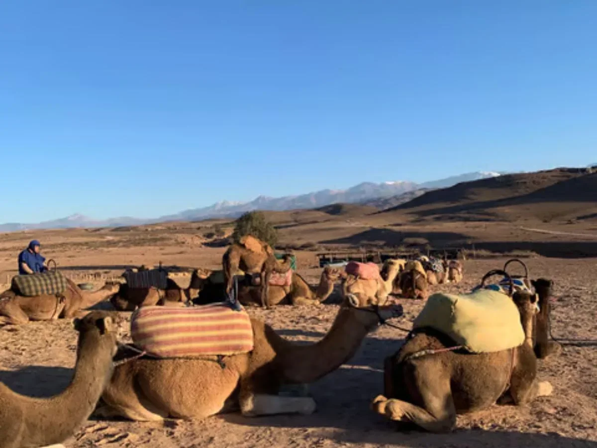 A row of seated camels waiting at a desert mounting point, with snow-capped Atlas Mountains in the distance